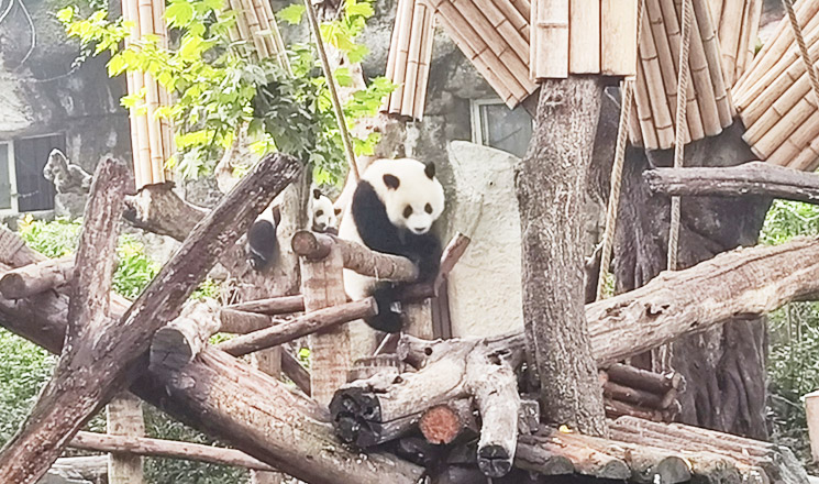 Chengdu Panda Center
