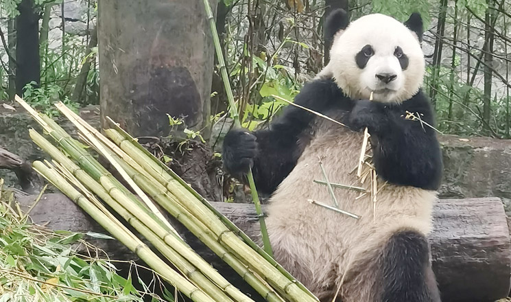 Eating Bamboo