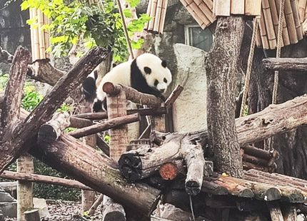 Panda Dujiangyan