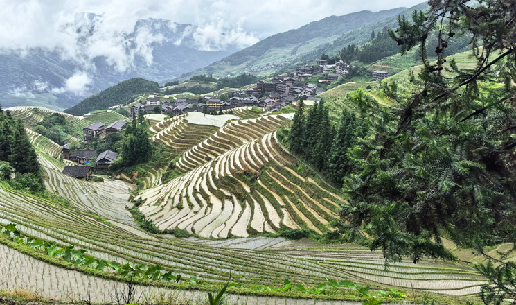 Longji in early summer